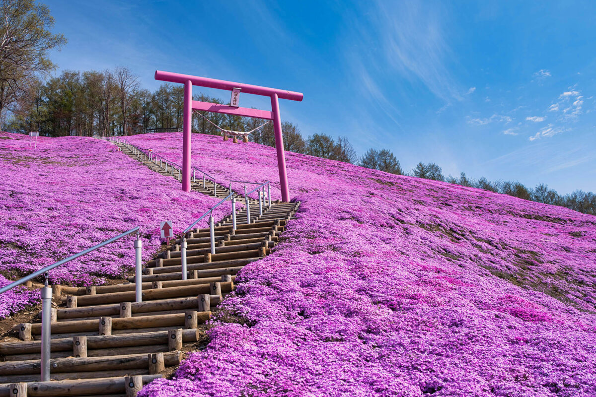 【北海道大空町】芝桜が見頃を迎えています！